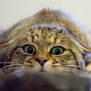 Meet your Posher, Sofia